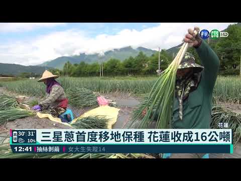 三星蔥首度移地保種 花蓮收成16公噸