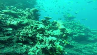 Diving on the Great Barrier Reef. Flynn Reef - Gordon's Mooring