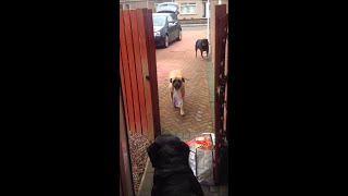 Millie helps bring in groceries