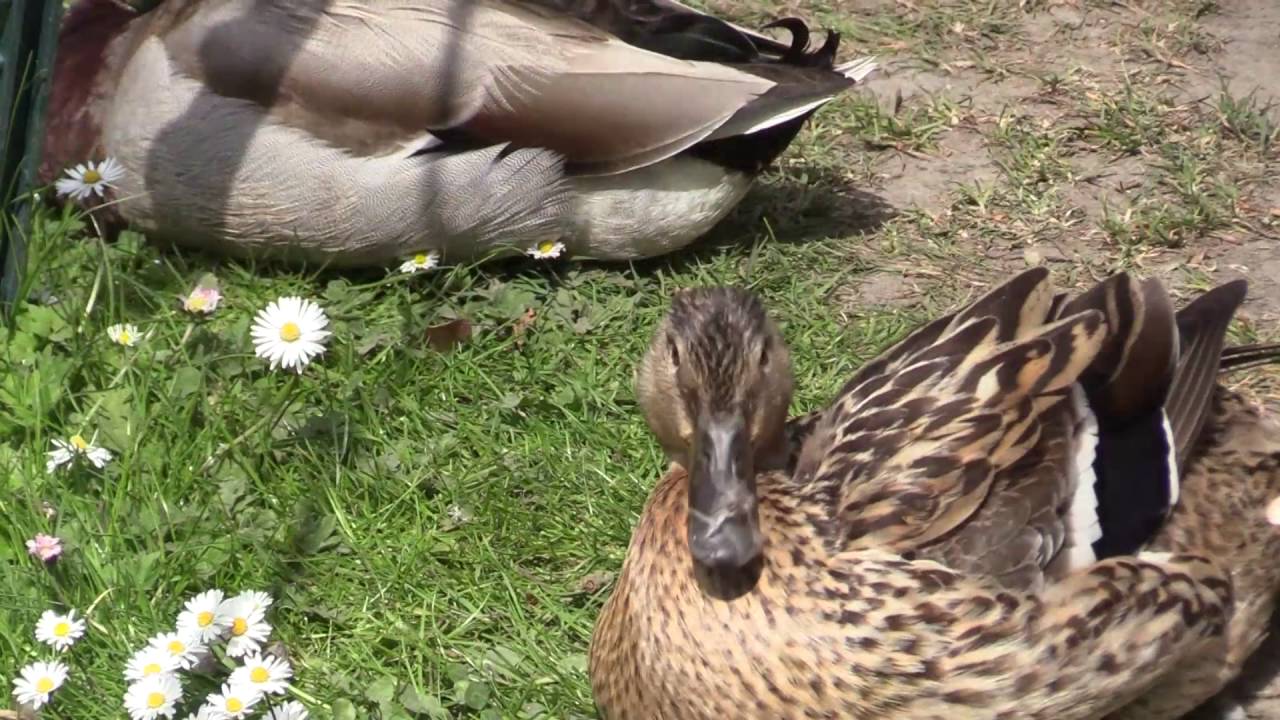 Видеокамера Canon Legria HF G40