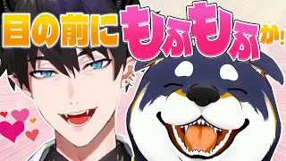 【にじフェス】もふもふなしばちゃんと出会って思わず2回もふってしまうレン・ゾット【レン・ゾット/黒井しば 】NIJISANJIEN/にじさんじ切り抜き/日本語字幕
