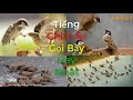 Tiếng Chim Sẻ Gọi Bầy Hay Nhất Kích Bổi Siêu Nhạy