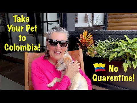 How to Take Your Pet to Colombia - Follow These Steps