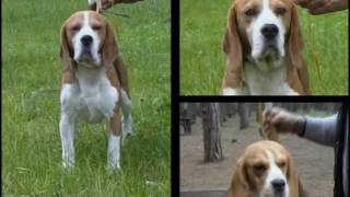 Beagle – Pet Dog Documentary English