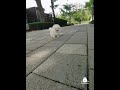 It S Princess Nala The White Teacup Female Pomeranian