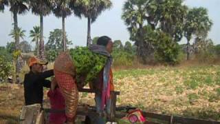 preview picture of video 'Blindness in Cambodia'