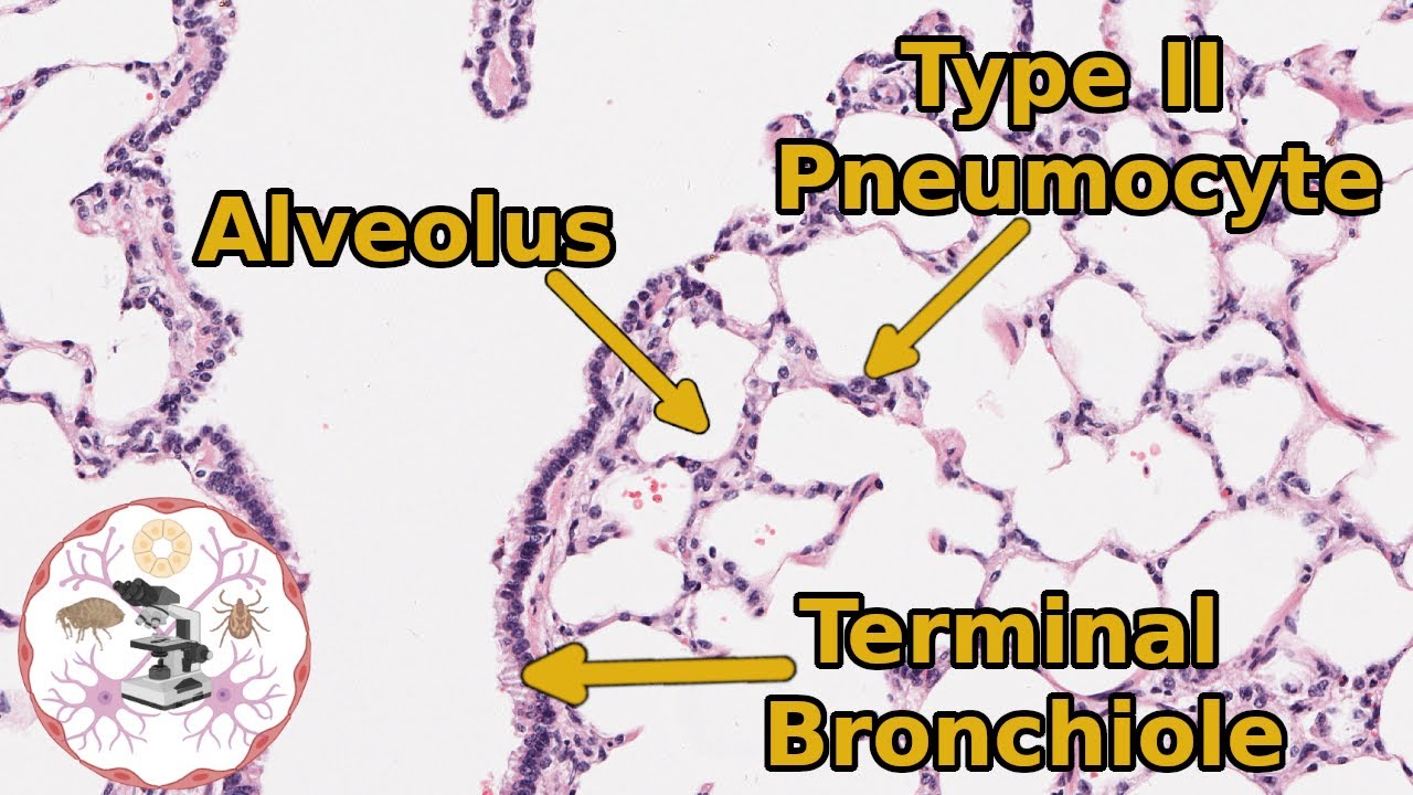 Lung (Respiratory) Histology - Take a Deep Breath, It'll Be Okay