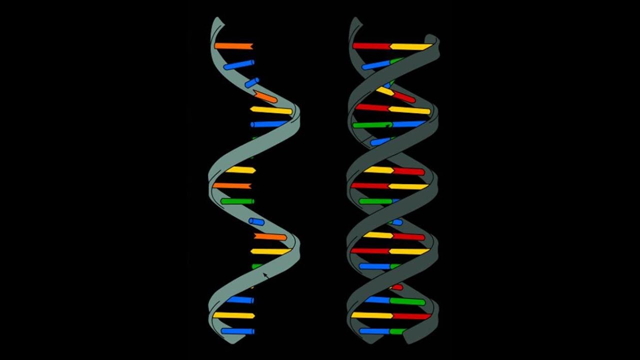 Ácidos Nucleicos: Descripción de la estructura química