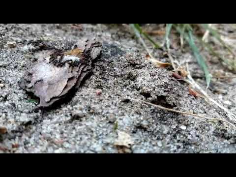 Time lapse of ants eating honey