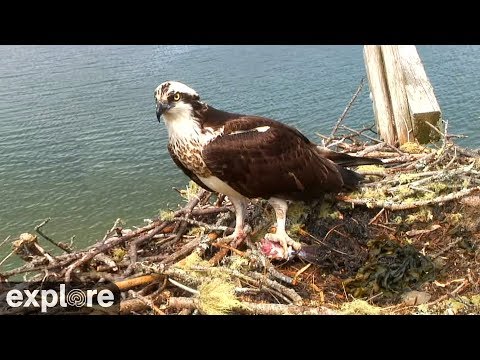Audubon Osprey Nest powered by EXPLORE.org