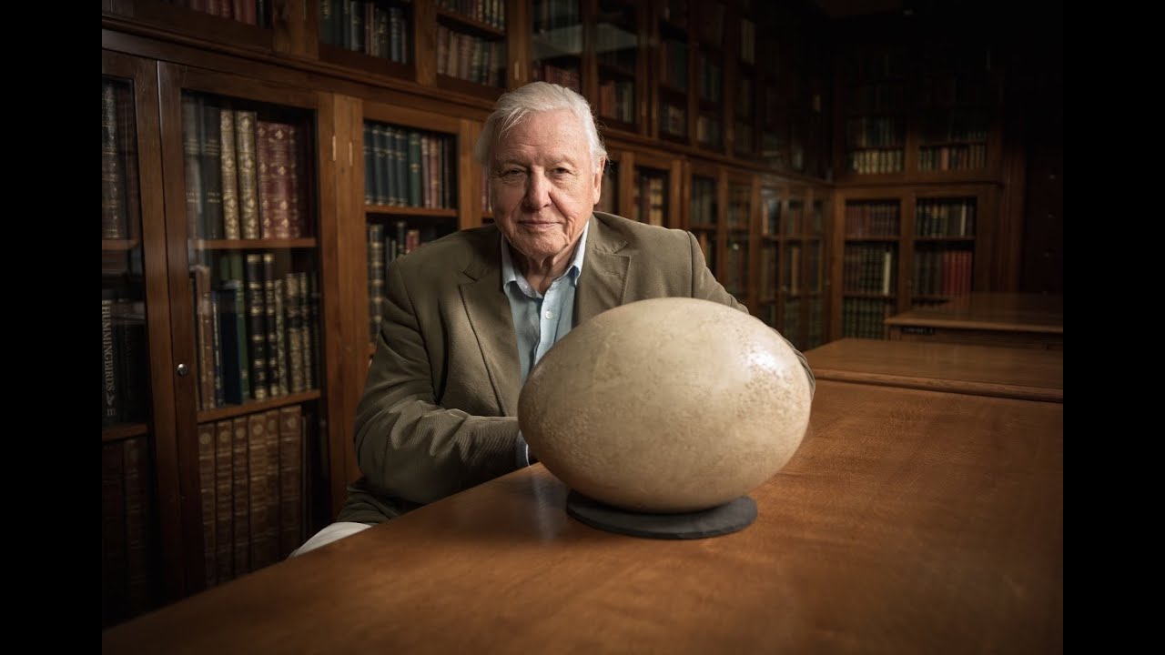 Attenborough's Big Birds Teaser