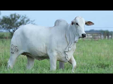 NOVILHA PRENHE NELORE PO - CARMELITA FVC - FVC 17139