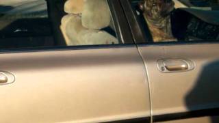 Talking shit to nature with Das But