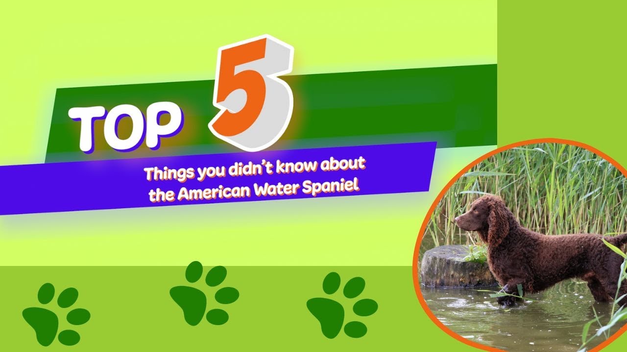 5 Things You Didn't Know About The American Water Spaniel