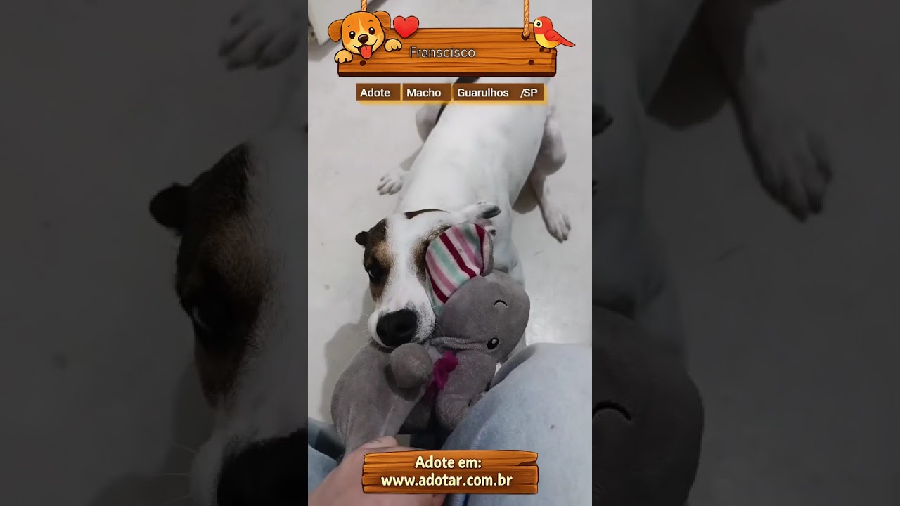 Cachorro raça SRD-ViraLata idade 3 anos nome Franscisco 