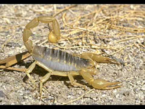 Moby - Dream About Me (Sebastian Ingrosso Remix - Dubaua's Breaks Update)