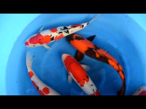 Binnenkomst Koi maart 2017