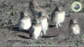 preview picture of video 'Lechucita Vizcachera Athene cunicularia pichones'