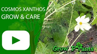 Cosmos xanthos – grow & care (Beautiful flowers)