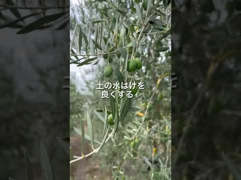 オリーブの木の根元に何を置く？あなたのための 3 つの庭のインスピレーション!  庭園