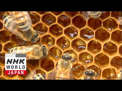 Hexagons: A Coincidence or the Workings of Nature? - Science View