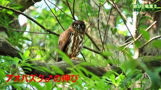 野鳥の身近な暮らし アオバズク♂の伸び