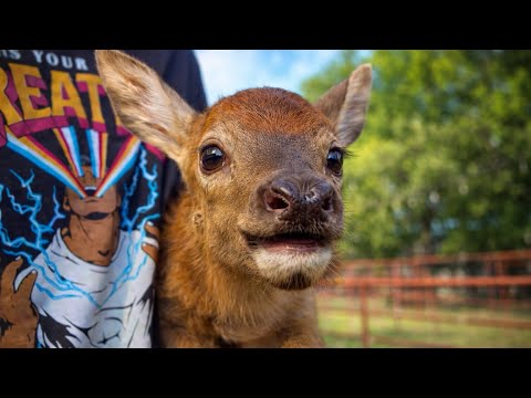 My Elk Gave Birth (Rescuing an Injured Coyote)