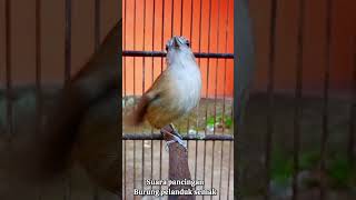 Download lagu Pancingan burung pelanduk semak agar cepat bunyi. #birds mp3