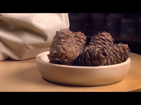 Wie man eine sibirische Zeder pflanzt: Videoserie Teil 1 - Zapfen, die Zedernnüsse und das Wasser.