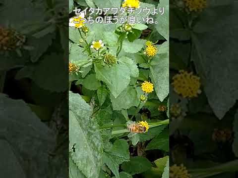 ミツバチにとって早咲きの植物 トピックス