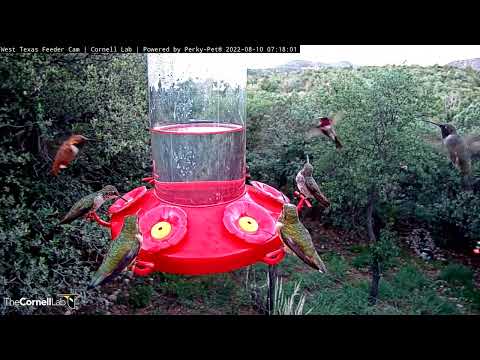 Over an Hour of Nonstop Hummingbird Activity in West Texas! August 10, 2022