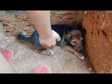 puppy cute love dogs samith bin sakkith