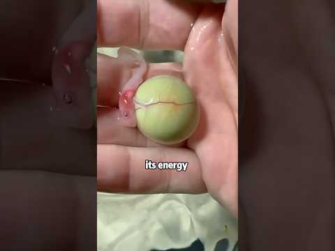 Can a Leaking Shark Egg 🥚🦈 Still Hatch🤔❤️🙏 ? #animals #rescue #shark #egg #shorts #why