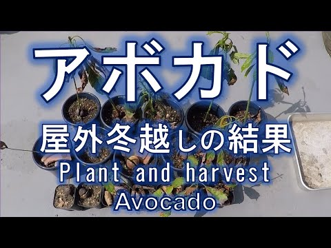 アボカドの木は霜を恐れますか?この植物を冬に適切に保つにはどうすればよいですか？寒さから守る4つのポイント  庭園