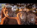 Africa's Hunters - Lion Pride Documentary | National Geographic Full HD 2023