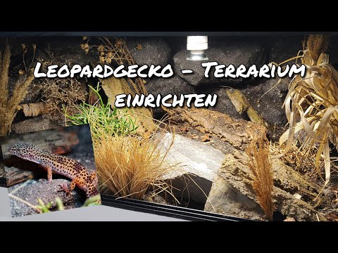Leopard gecko - Setting up a terrarium
