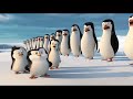 PENGUINS OF MADAGASCAR Private Scene Penguins Movie Scene Penguins Save Baby Penguins Scene