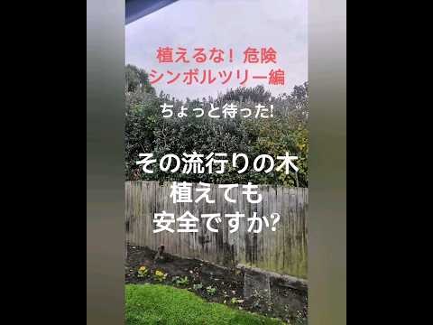美しく親密なコーナーを作成するには、生垣としてどの常緑低木を選択すればよいでしょうか?庭やバルコニーの 7 つの安全な値  庭園