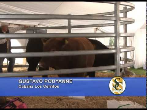 Los Cerritos - Nota Gustavo Pouyanne - Azul - 11/09/2014