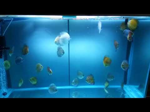 My Discus fish tank