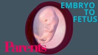 Embryo to Fetus: Weeks 9-12 of Pregnancy | Parents