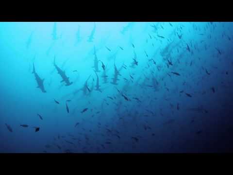 Blue Melody boat video