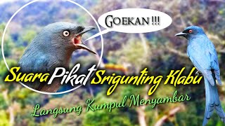 Download lagu Suara burung Srigunting abu-abu ( Goekan pikat ) mp3