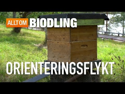 Orienteringsflykt / Orienteringsflygning - Bisamhället - Honungsbin