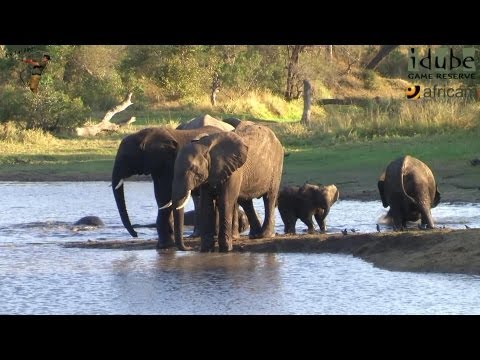 Elephant Herd With Small Calf At Scotia Dam