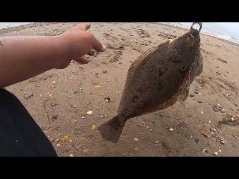 Fluke from shore using bucktails and gulp