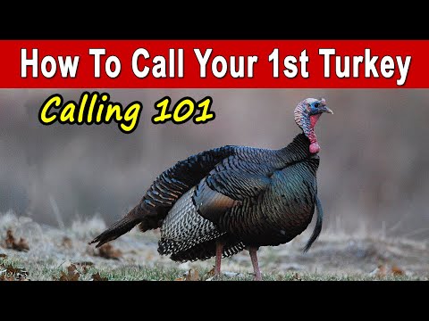 How To Call Turkeys For Beginners & Basic Calling Strategy
