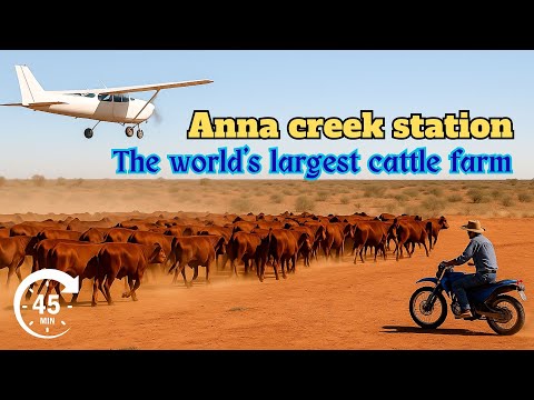 Inside the World’s Largest Cattle Ranch: The Full Story of Anna Creek Station, Australia