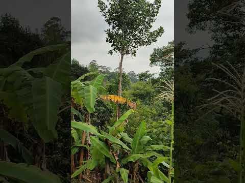 Descubrí este Bosque en Anolaima Cundinamarca