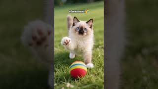 Download lagu kucing lucu bermain bola #firal #indonesia #fypシ゚viral #kucing #kucinglucu mp3